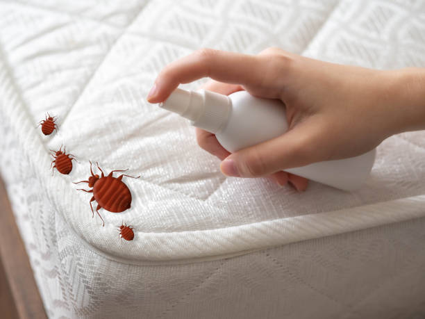 Wasp Removal Services in New London, CT