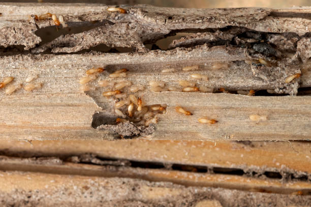 Best Emergency Pest Control  in New London, CT
